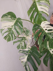 Monstera Variegata Adult