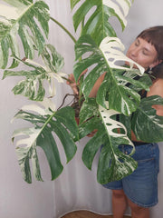 Monstera Variegata Adult