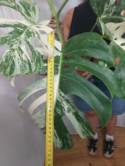 Monstera Variegata Adult