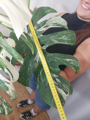 Monstera Variegata Adult