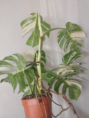 Monstera Variegata Adult