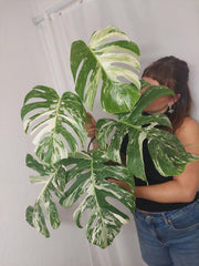 Monstera Variegata Adult
