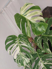 Monstera Variegata Adult