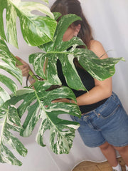 Monstera Variegata Adult