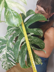 Monstera Variegata Adult