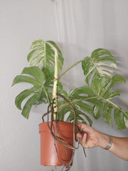 Monstera Variegata Adult