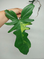 Philodendron Florida Beauty x Bipennifolium Variegata Steckling