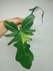 Philodendron Florida Beauty x Bipennifolium Variegata Steckling