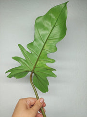 Philodendron Florida Beauty x Bipennifolium Variegata Steckling