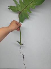 Philodendron Florida Beauty x Bipennifolium Variegata Steckling
