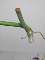 Philodendron Florida Beauty x Bipennifolium Variegata Steckling