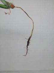 Philodendron Florida Beauty x Bipennifolium Variegata Steckling