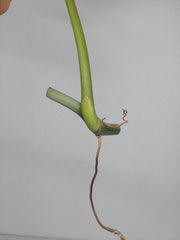 Philodendron Florida Beauty x Bipennifolium Variegata Steckling