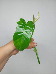 Philodendron Florida Beauty x Bipennifolium Variegata Steckling