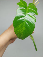Philodendron Florida Beauty x Bipennifolium Variegata Steckling
