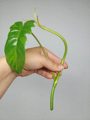 Philodendron Florida Beauty x Bipennifolium Variegata Steckling
