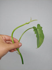 Philodendron Florida Beauty x Bipennifolium Variegata Steckling