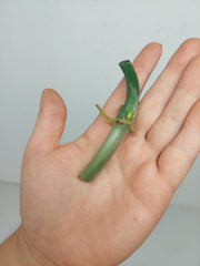 Philodendron Florida Beauty x Bipennifolium Variegata Steckling