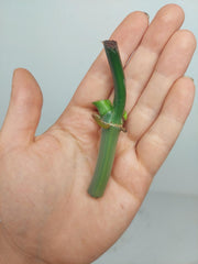 Philodendron Florida Beauty x Bipennifolium Variegata Steckling