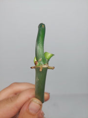 Philodendron Florida Beauty x Bipennifolium Variegata Steckling