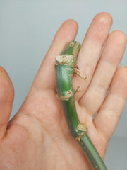 Philodendron Florida Beauty x Bipennifolium Variegata Steckling