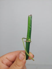 Philodendron Florida Beauty x Bipennifolium Variegata Steckling
