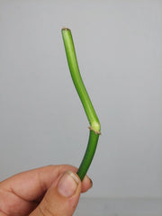 Philodendron Florida Beauty x Bipennifolium Variegata Steckling