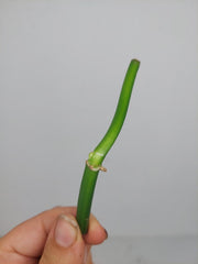 Philodendron Florida Beauty x Bipennifolium Variegata Steckling