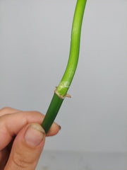 Philodendron Florida Beauty x Bipennifolium Variegata Steckling