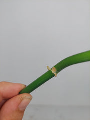 Philodendron Florida Beauty x Bipennifolium Variegata Steckling