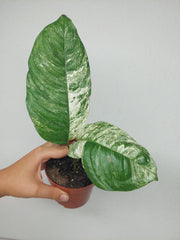 Raphidophora Foraminifera Variegata Steckling