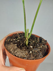 Raphidophora Foraminifera Variegata Steckling