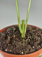 Raphidophora Foraminifera Variegata Steckling