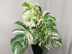 Monstera Variegata Adult