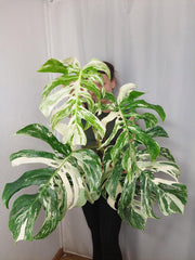 Monstera Variegata Adult