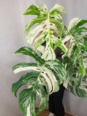Monstera Variegata Adult