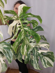 Monstera Variegata Adult