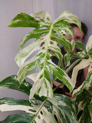 Monstera Variegata Adult