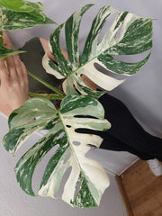 Monstera Variegata Adult