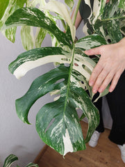 Monstera Variegata Adult