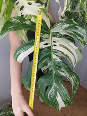 Monstera Variegata Adult