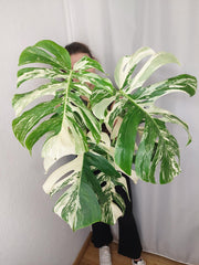 Monstera Variegata Adult