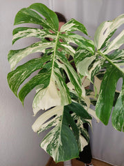 Monstera Variegata Adult