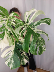 Monstera Variegata Adult