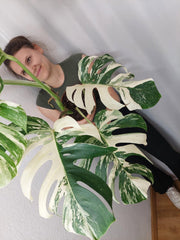 Monstera Variegata Adult
