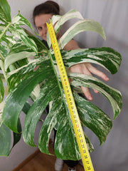 Monstera Variegata Adult