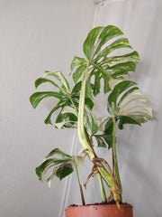 Monstera Variegata Adult
