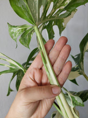 Monstera Variegata Adult