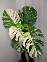 Monstera Variegata Adult