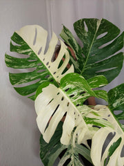 Monstera Variegata Adult